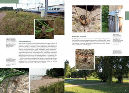 Suomen lukit ja valeskorpionit - Annika Uddström, Veikko Rinne 2016