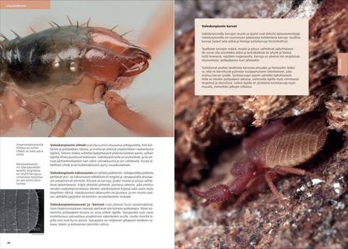 Suomen lukit ja valeskorpionit - Annika Uddström, Veikko Rinne 2016