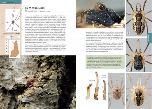 Suomen lukit ja valeskorpionit - Annika Uddström, Veikko Rinne 2016