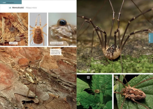 Suomen lukit ja valeskorpionit - Annika Uddström, Veikko Rinne 2016