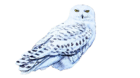 Jääkaappimagneetti tunturipöllö