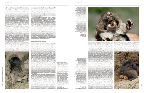 Handbook of the Mammals of the World no 6 -Lagomorphs and Rodents - Lynx 2016