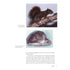 Mammals of South America - Lord, R. D. 2007