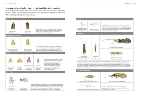 Field Guide to the Micro-moths of Great Britain and Ireland. 2nd. Ed. - Sterling,P. 2023