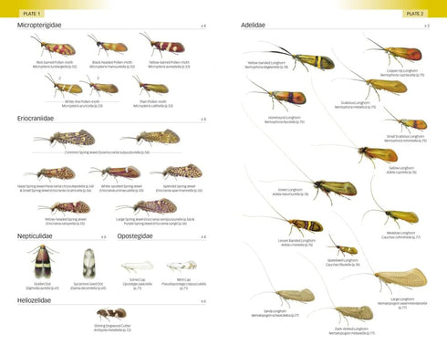 Field Guide to the Micro-moths of Great Britain and Ireland. 2nd. Ed. - Sterling,P. 2023