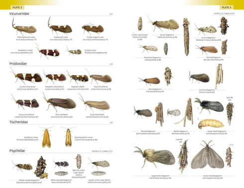 Field Guide to the Micro-moths of Great Britain and Ireland. 2nd. Ed. - Sterling,P. 2023