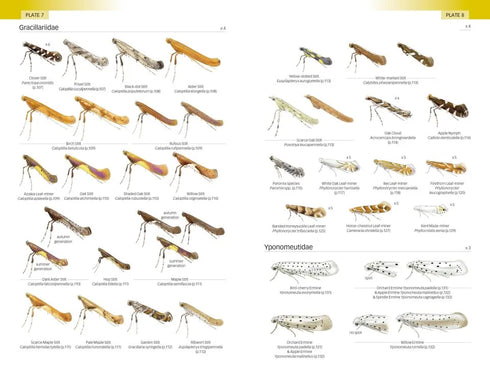 Field Guide to the Micro-moths of Great Britain and Ireland. 2nd. Ed. - Sterling,P. 2023