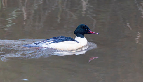 Isokoskelon / lehtopöllön pönttö- lentoaukko 12,5cm