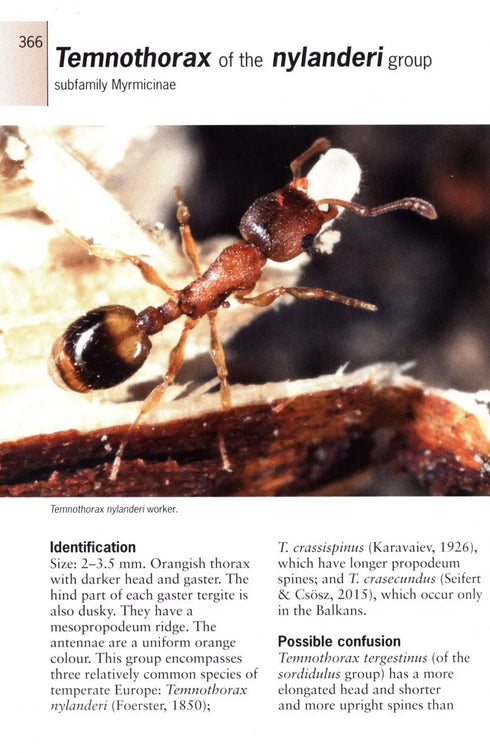 Ants of Britain and Europe, Photographic Guide - Lebas, C. ym. 2019)