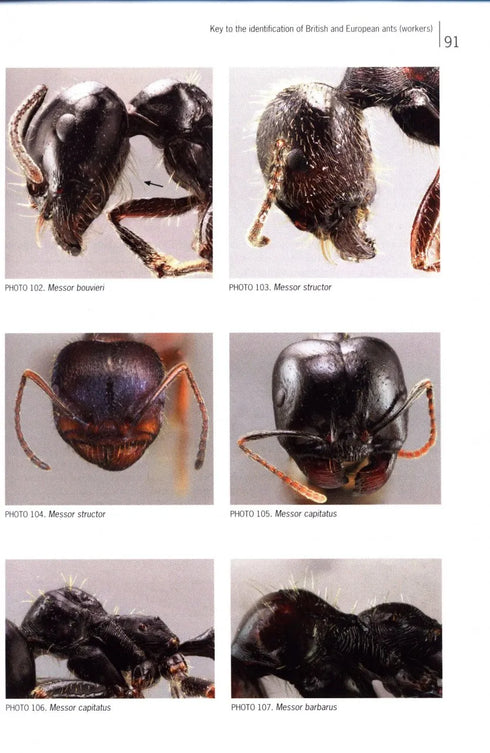 Ants of Britain and Europe, Photographic Guide - Lebas, C. ym. 2019)