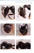 Ants of Britain and Europe, Photographic Guide - Lebas, C. ym. 2019)