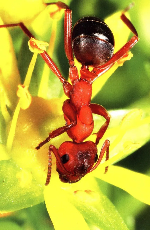 Ants of Britain and Europe, Photographic Guide - Lebas, C. ym. 2019)