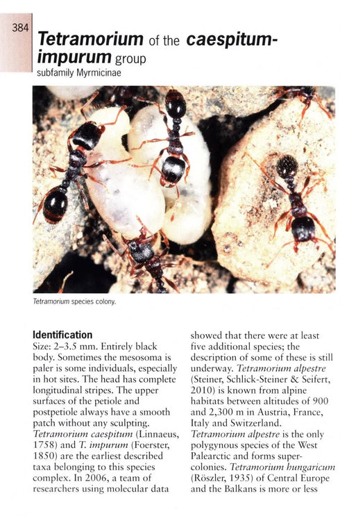 Ants of Britain and Europe, Photographic Guide - Lebas, C. ym. 2019)