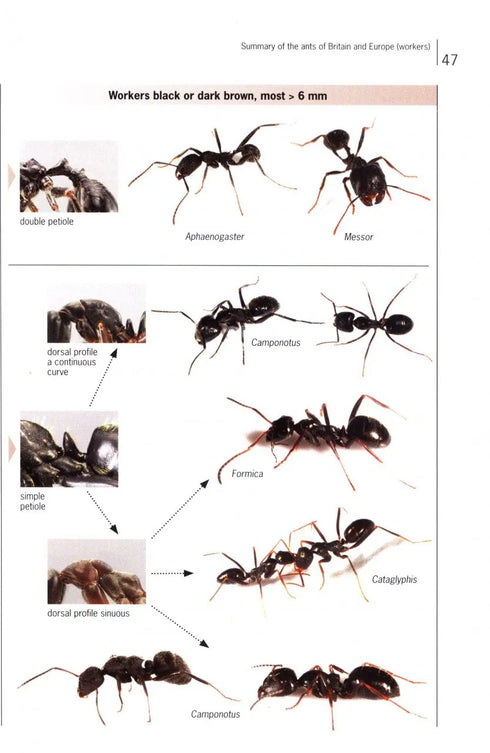 Ants of Britain and Europe, Photographic Guide - Lebas, C. ym. 2019)