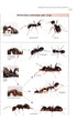 Ants of Britain and Europe, Photographic Guide - Lebas, C. ym. 2019)