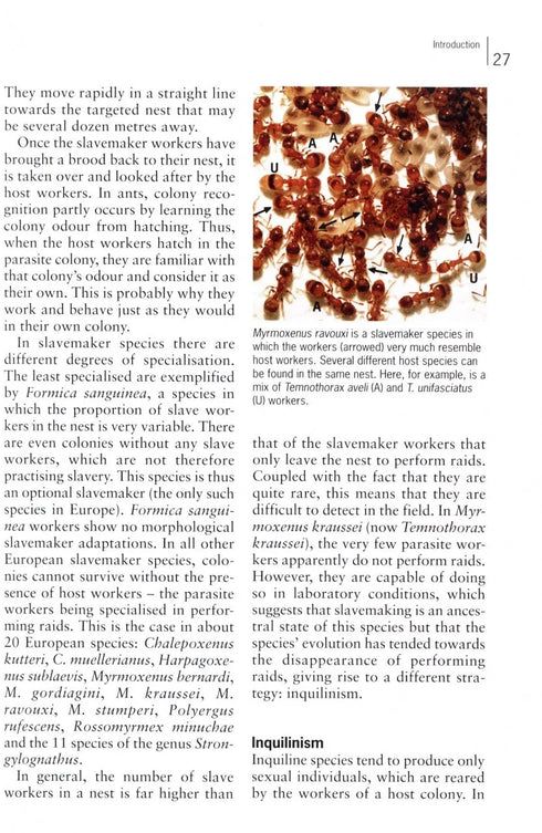 Ants of Britain and Europe, Photographic Guide - Lebas, C. ym. 2019)