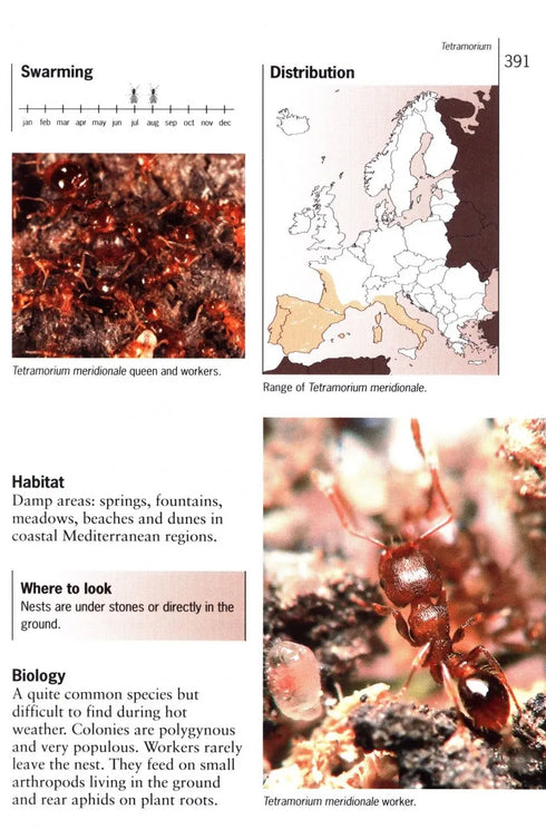 Ants of Britain and Europe, Photographic Guide - Lebas, C. ym. 2019)