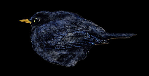 Jääkaappimagneetti mustarastas