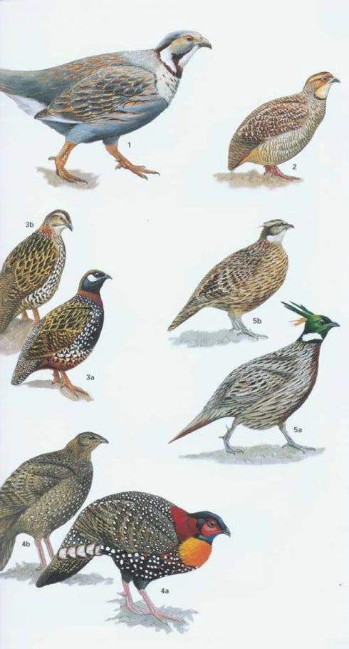 Birds of Pakistan - Grimmet, R., Roberts, T. & Inskipp, T. 2009