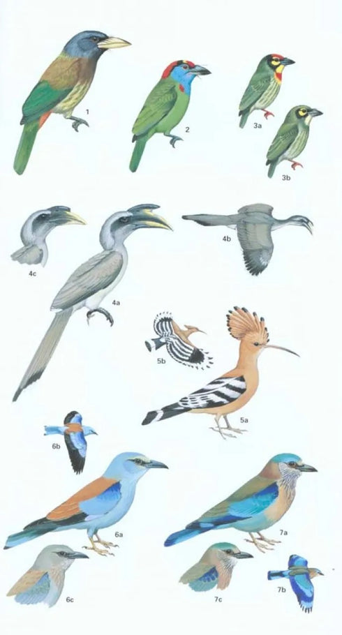 Birds of Pakistan - Grimmet, R., Roberts, T. & Inskipp, T. 2009