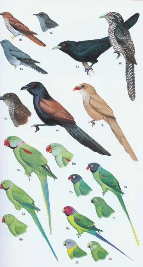 Birds of Pakistan - Grimmet, R., Roberts, T. & Inskipp, T. 2009
