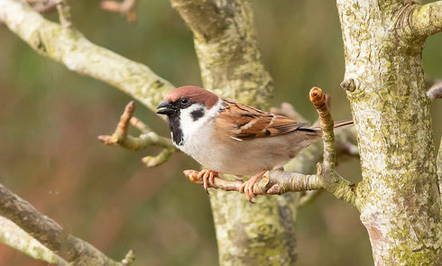 Pikkuvarpusen pönttö - lentoaukko 32mm