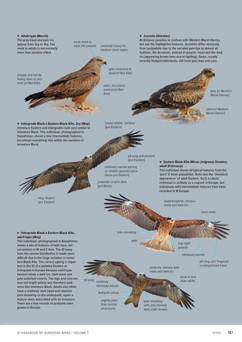 ID Handbook of European Birds - 2 osainen - Nils van Duivendijk, 2024