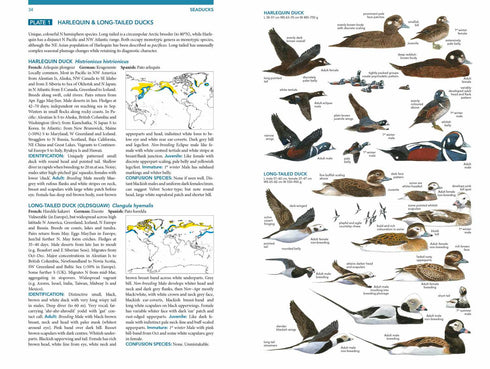 Seabirds the new identification guide - Harrison,P. ym. 2021