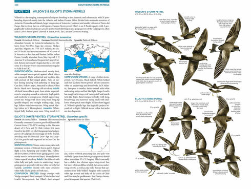 Seabirds the new identification guide - Harrison,P. ym. 2021