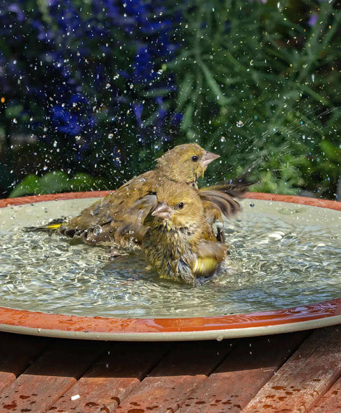 Kylpy Any Place Bird Path - linnuille ja pikkueläimille