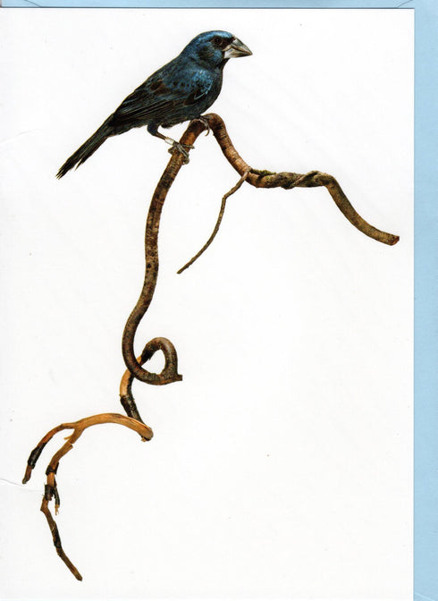 Postikortti, hohtokardinaali, Sanna Kannisto