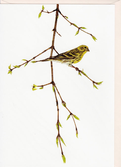 Postikortti, keltahemppo (Serinus serinus), Sanna Kannisto