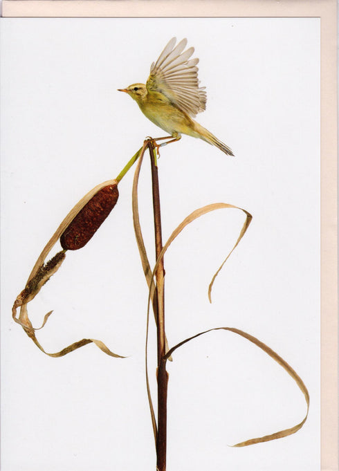 Postikortti, pajulintu, Sanna Kannisto