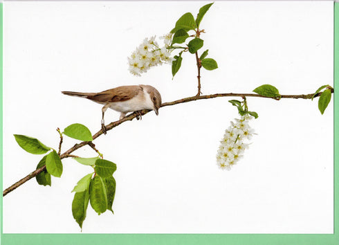 Postikortti, hernekerttu, Sanna Kannisto