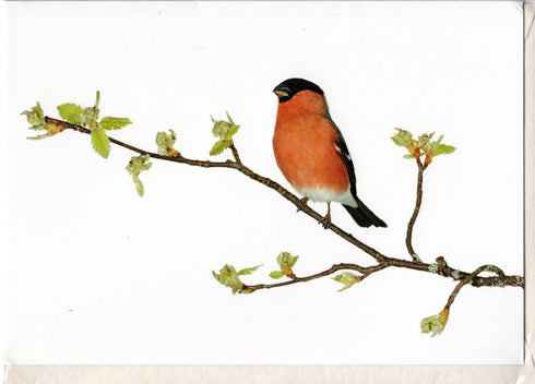 Postikortti, punatulkku, Sanna Kannisto