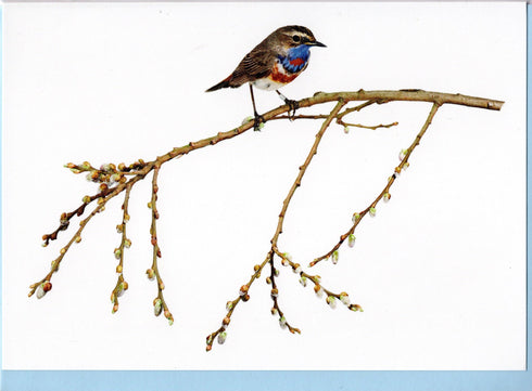 Postikortti, sinirinta, Sanna Kannisto