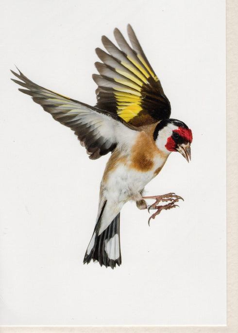 Postikortti, tikli, Sanna Kannisto