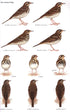 Pipits & Wagtails of Europe, Asia and North Africa - Alström, P. 2003