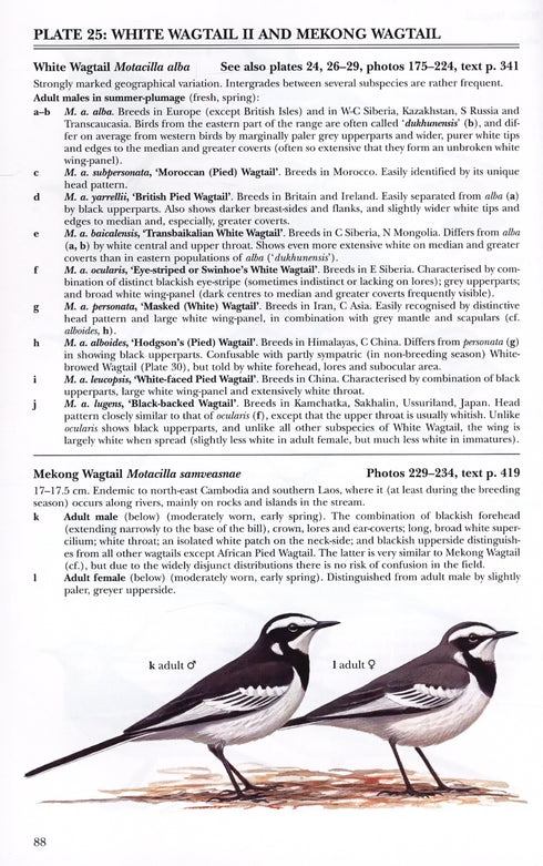 Pipits & Wagtails of Europe, Asia and North Africa - Alström, P. 2003