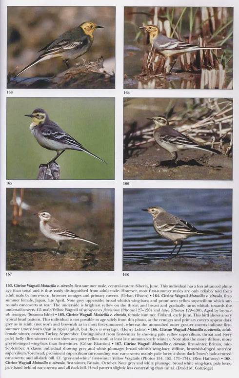 Pipits & Wagtails of Europe, Asia and North Africa - Alström, P. 2003