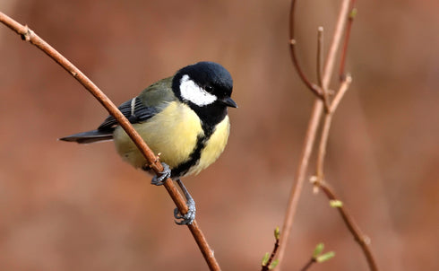 Design kerrostalo, tiaisille ja kirjosiepolle, 2 kerrosta ruskea -lentoaukko 32mm