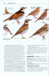Rare Birds of North America - Howell, S.N.G. ym. 2014