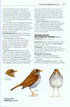 Rare Birds of North America - Howell, S.N.G. ym. 2014