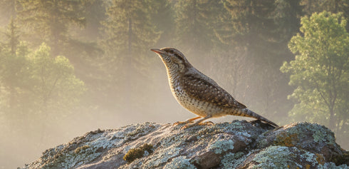 Kottaraisen- / käenpiianpönttö - lentoaukko 50mm