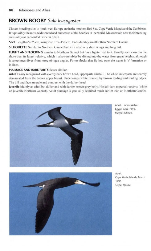 Flight Identification of European Seabirds - Blomdahl,A. 2007