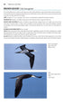 Flight Identification of European Seabirds - Blomdahl,A. 2007