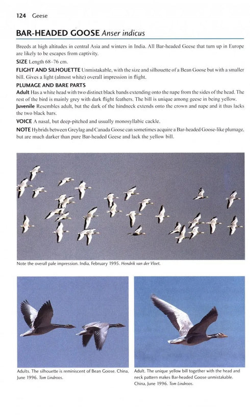 Flight Identification of European Seabirds - Blomdahl,A. 2007