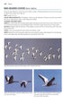 Flight Identification of European Seabirds - Blomdahl,A. 2007