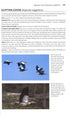 Flight Identification of European Seabirds - Blomdahl,A. 2007