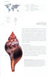 The Book of Shells. A lifesize guide to identifying and classifying six hundred shells - Harasewych,J. 2010